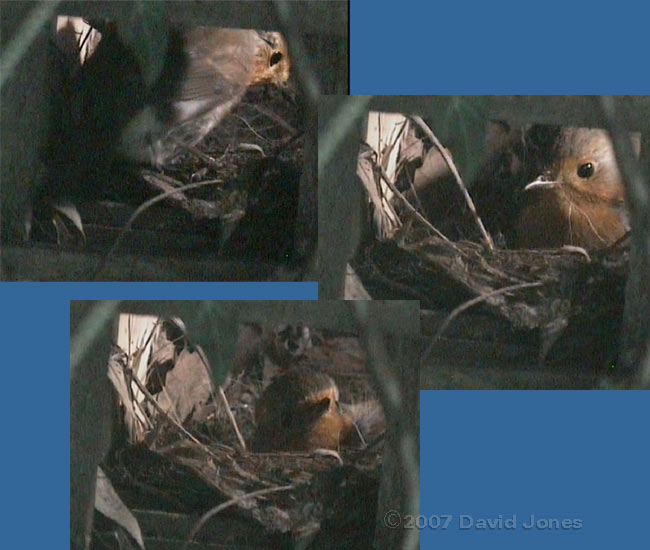 Robin arrives at the nest at 6.42am