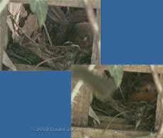 Robin - male visits at 7.25am