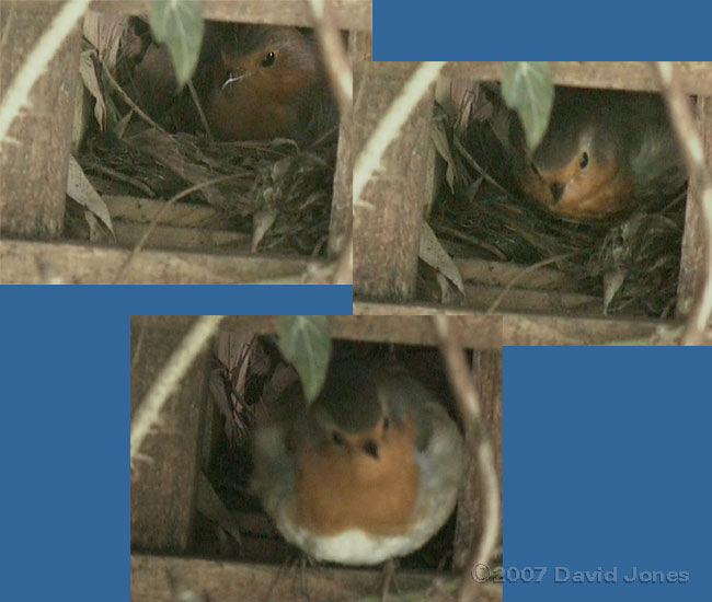 Robin female leaves at 7.44am