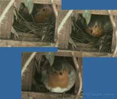 Robin female leaves at 7.44am