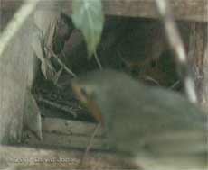 Male Robin visits nest