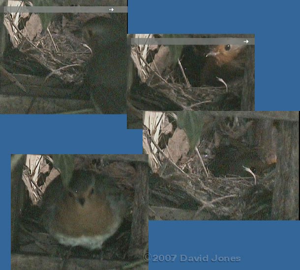 Female Robin arrives and leaves before dawn