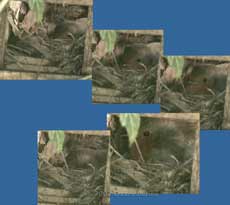 Female Robin - egg laying