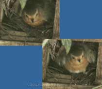 Female Robin - leaves after laying egg #4