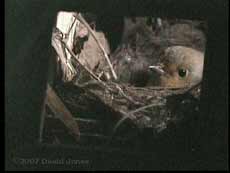 Female Robin settles in for the night