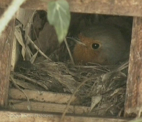 Female Robin incubates eggs