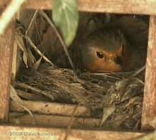 Female Robin in the morning