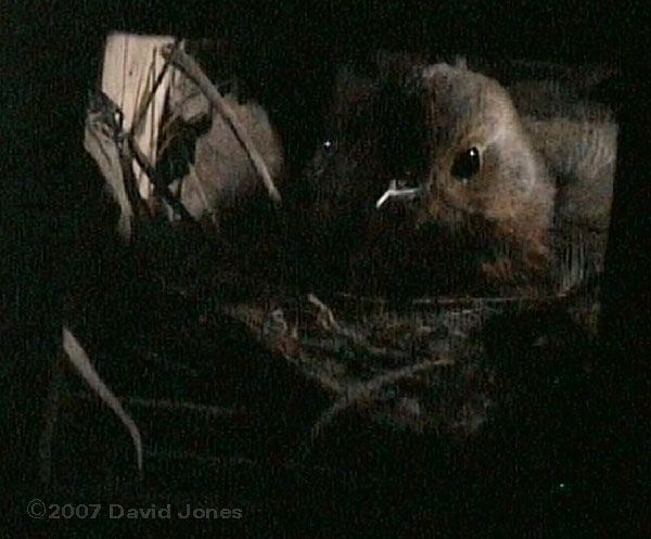 Female Robin settles in for the night