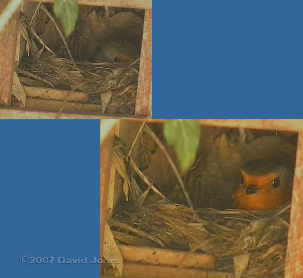 Female Robin in nest before she disappeared