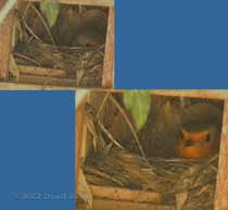 Female Robin in nest before she disappeared