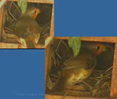 Male Robin inspects the nest