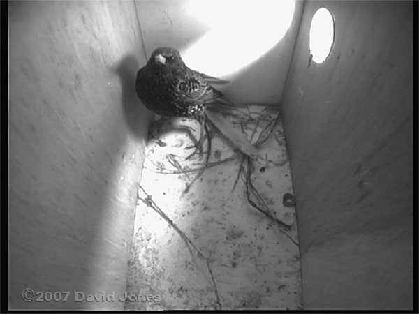 A Starling inspects one of our nestboxes