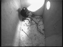 A Starling inspects one of our nestboxes