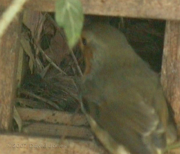 Male Robin makes the only visit seen today