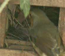 Male Robin makes the only visit seen today