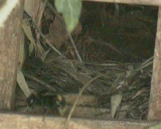 Bumblebee at Robins' nest entrance