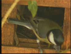 Great Tit at Robins' abandoned nest