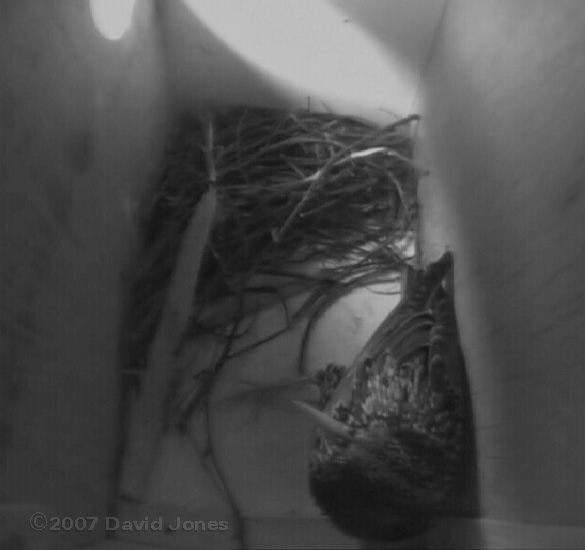 Starling in box 1