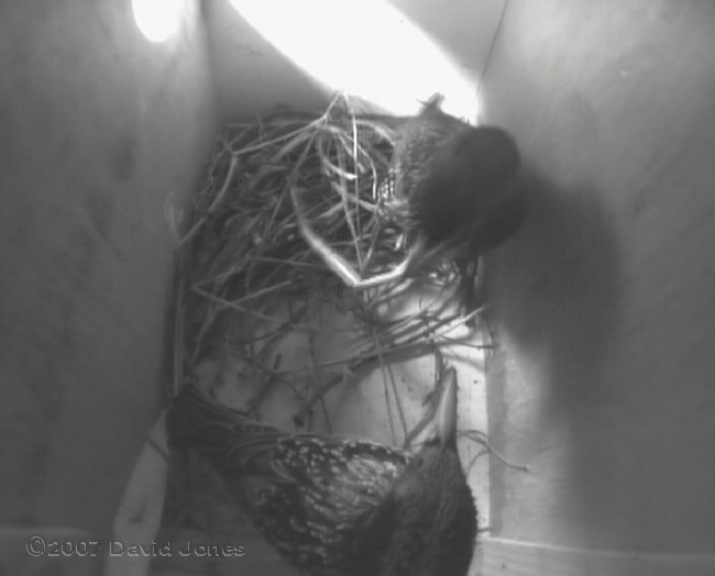 Starling pair in box