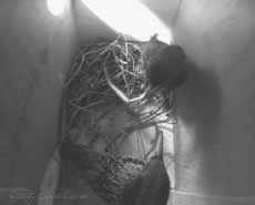Starling pair in nest box