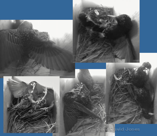 cctv images of Starlings fighting in box - 1