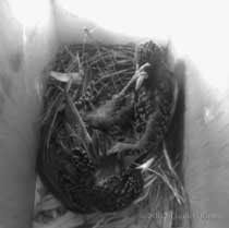 cctv images of Starlings fighting in box - 2