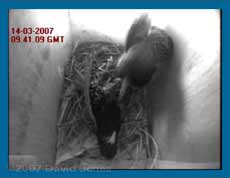 webcam image of Starlings fighting in box - 2