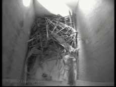 Leaf in nestbox