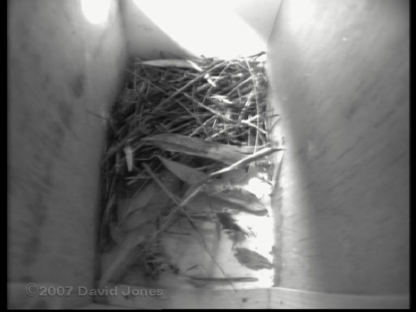 Leaf in nestbox