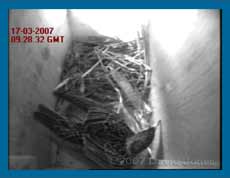 Webcam image of Starling