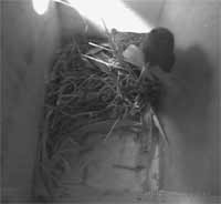 Starling brings in bamboo leaves