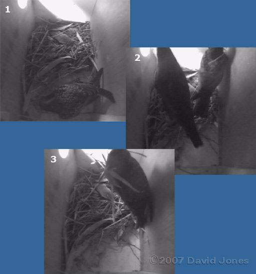 Starlings swop places in the nestbox