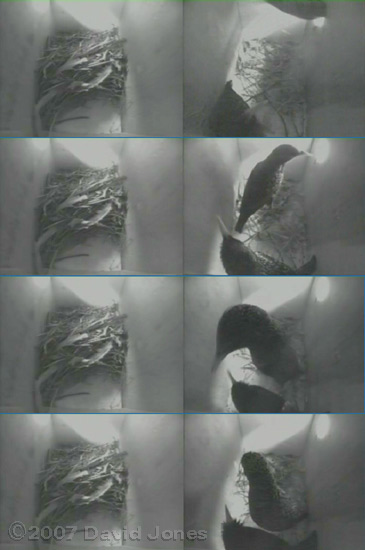 'Friendly' encounter between Starlings - 1