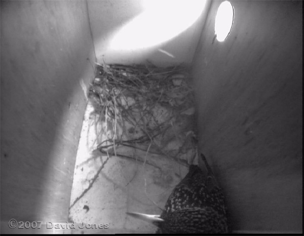 A Starling settles to roost in box 2