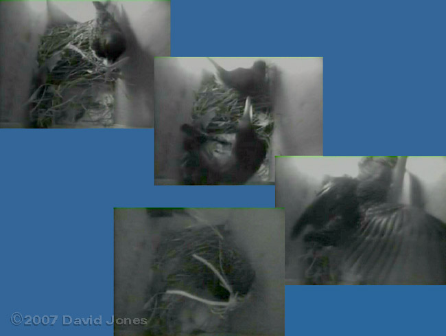 Starling pair meet in box 1 - sequence 1