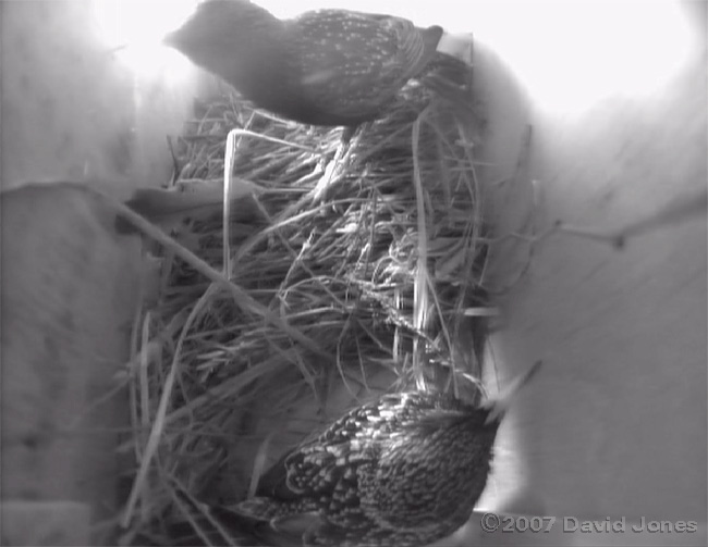 Starling pair meet in box 1