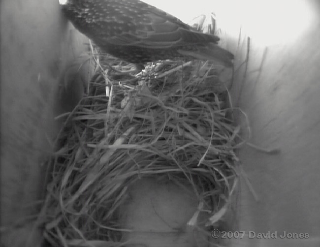 The developing nest in box 1