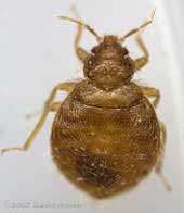 Martin Bug (Oeciacus hirundinis)