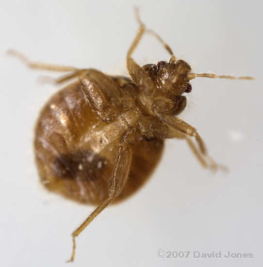 Martin Bug (Oeciacus hirundinis) - ventral view