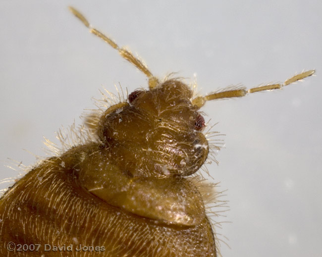 Martin Bug (Oeciacus hirundinis) - close-up of head