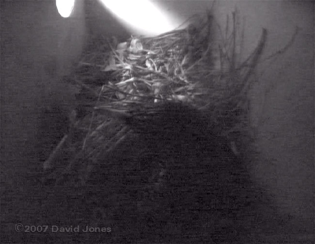 Starling roosts in box 1