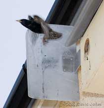Starling passes screen as it leaves the box