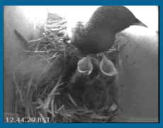 webcam image, 12.44pm