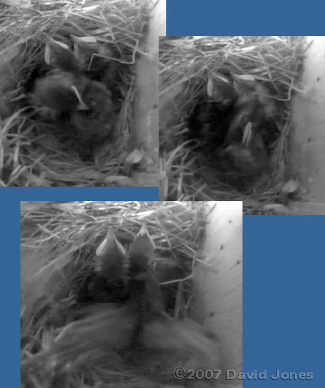 A chick preens and flaps its wings