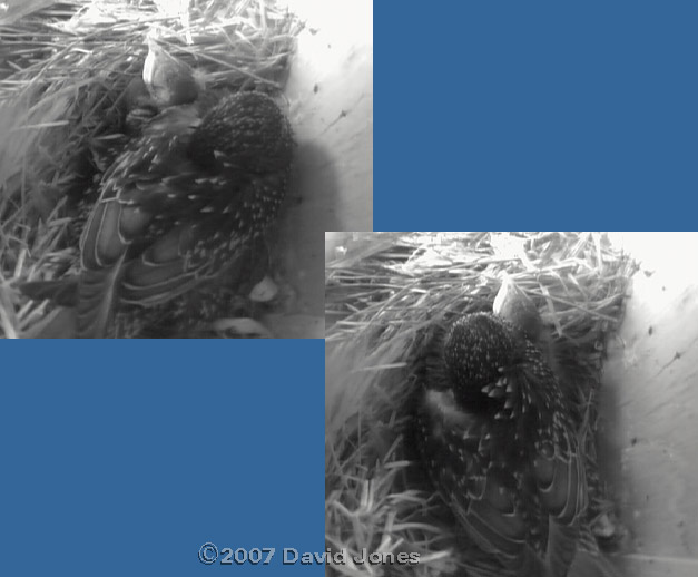 The female Starling takes the chance to rest