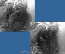 The female Starling takes the chance to rest