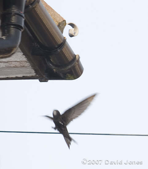 A Swift arrives at its nest site