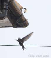 A Swift arrives at its nest site
