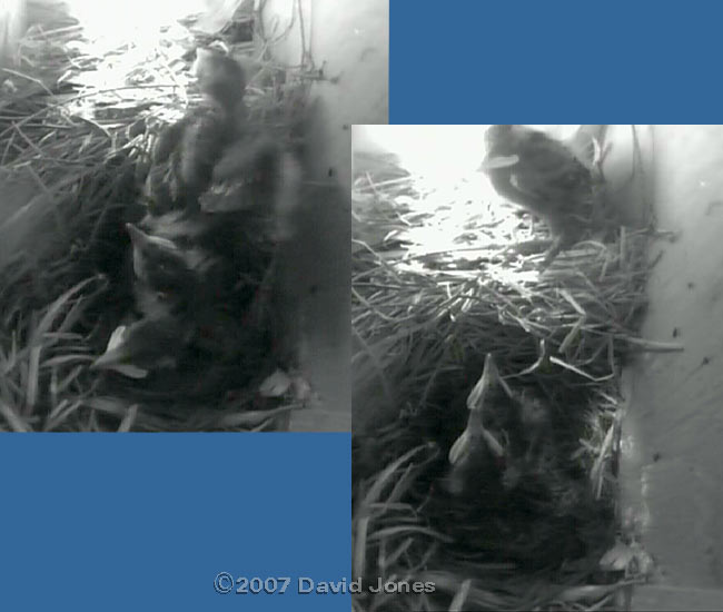 The first chick to go wandering