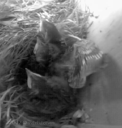 A chick stretches a wing